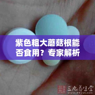 紫色粗大蘑菇根能否食用？专家解析与安全建议