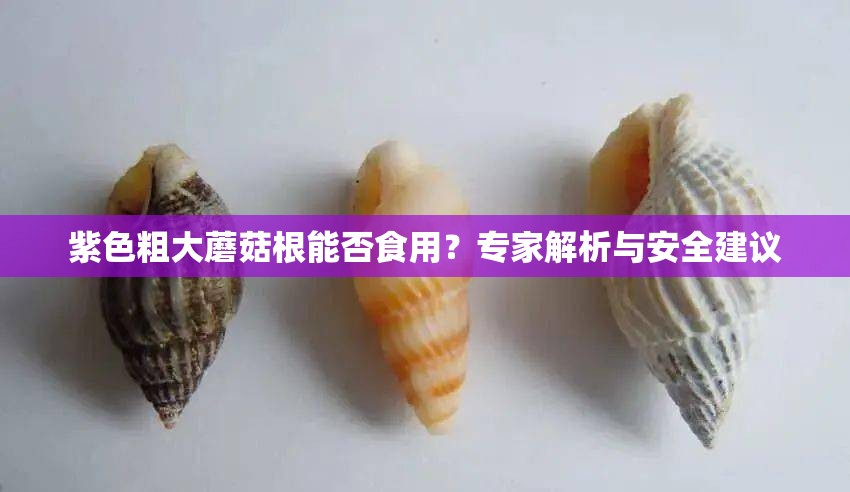 紫色粗大蘑菇根能否食用？专家解析与安全建议